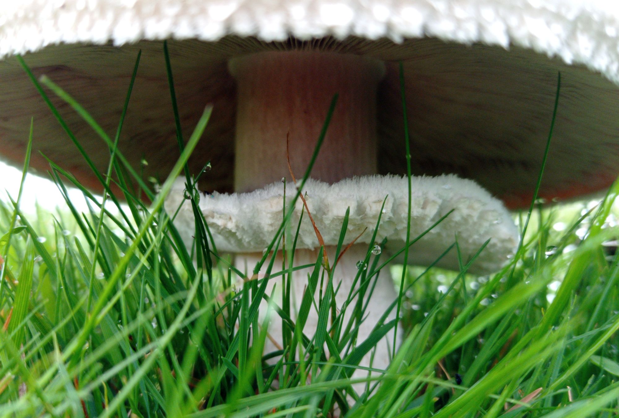 Horse mushroom - underside